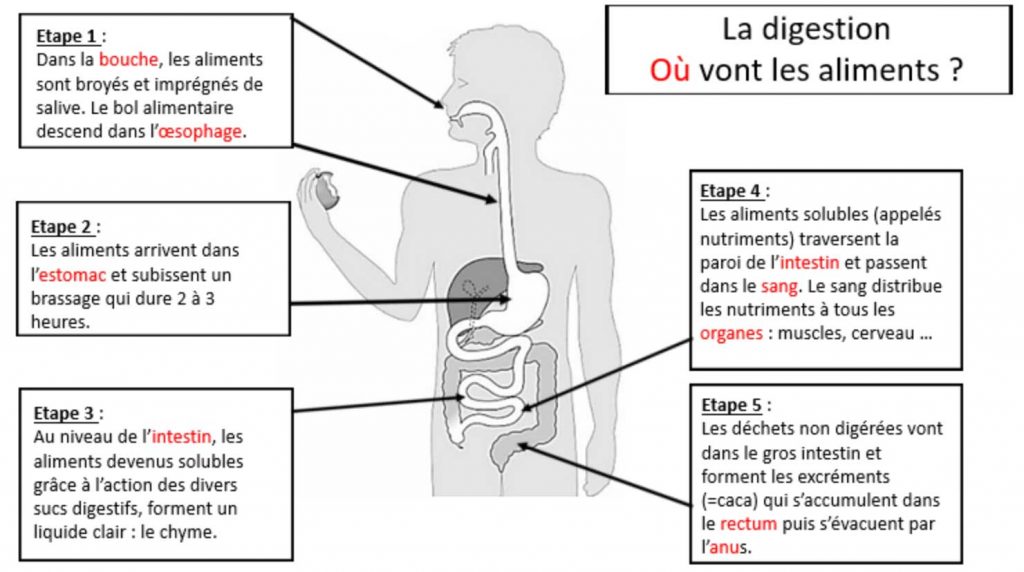 Les Tapes De La Digestion Transformation Des Aliments En Nutriments